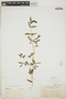 Euphorbia hypericifolia L., BAHAMAS, N. L. Britton 470, F
