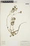 Euphorbia hypericifolia L., SAINT VINCENT and the GRENADINES, C. V. Morton 4639, F