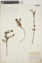 Euphorbia hypericifolia L., MARTINIQUE, L. Hahn 309, F