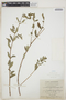 Chamaesyce lasiocarpa image
