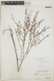 Euphorbia lecheoides Millsp., BAHAMAS, P. Wilson 7534, F