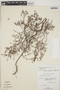 Euphorbia lecheoides Millsp., BAHAMAS, D. S. Correll 43814, F