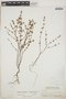 Euphorbia lecheoides Millsp., BAHAMAS, N. L. Britton 5666, F