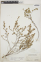 Euphorbia lecheoides image