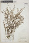 Euphorbia lecheoides Millsp., BAHAMAS, N. L. Britton 5804, F