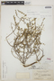 Euphorbia lecheoides Millsp., BAHAMAS, N. L. Britton 2747, F