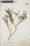 Euphorbia lecheoides Millsp., BAHAMAS, L. J. K. Brace 3927, F