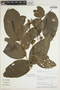 Piper arcteacuminatum image