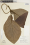 Piper ciliatifolium image