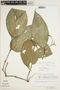 Piper subsessilifolium image