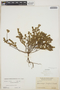 Euphorbia mesembryanthemifolia Jacq., BAHAMAS, P. Wilson 7914, F