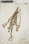 Euphorbia mesembryanthemifolia Jacq., BAHAMAS, P. Wilson 7538, F