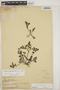 Euphorbia mesembryanthemifolia Jacq., BAHAMAS, L. J. K. Brace 278, F