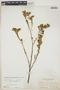 Euphorbia mesembryanthemifolia Jacq., BAHAMAS, L. J. K. Brace 1902, F