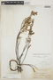 Euphorbia mesembryanthemifolia Jacq., BAHAMAS, G. V. Nash 1038, F