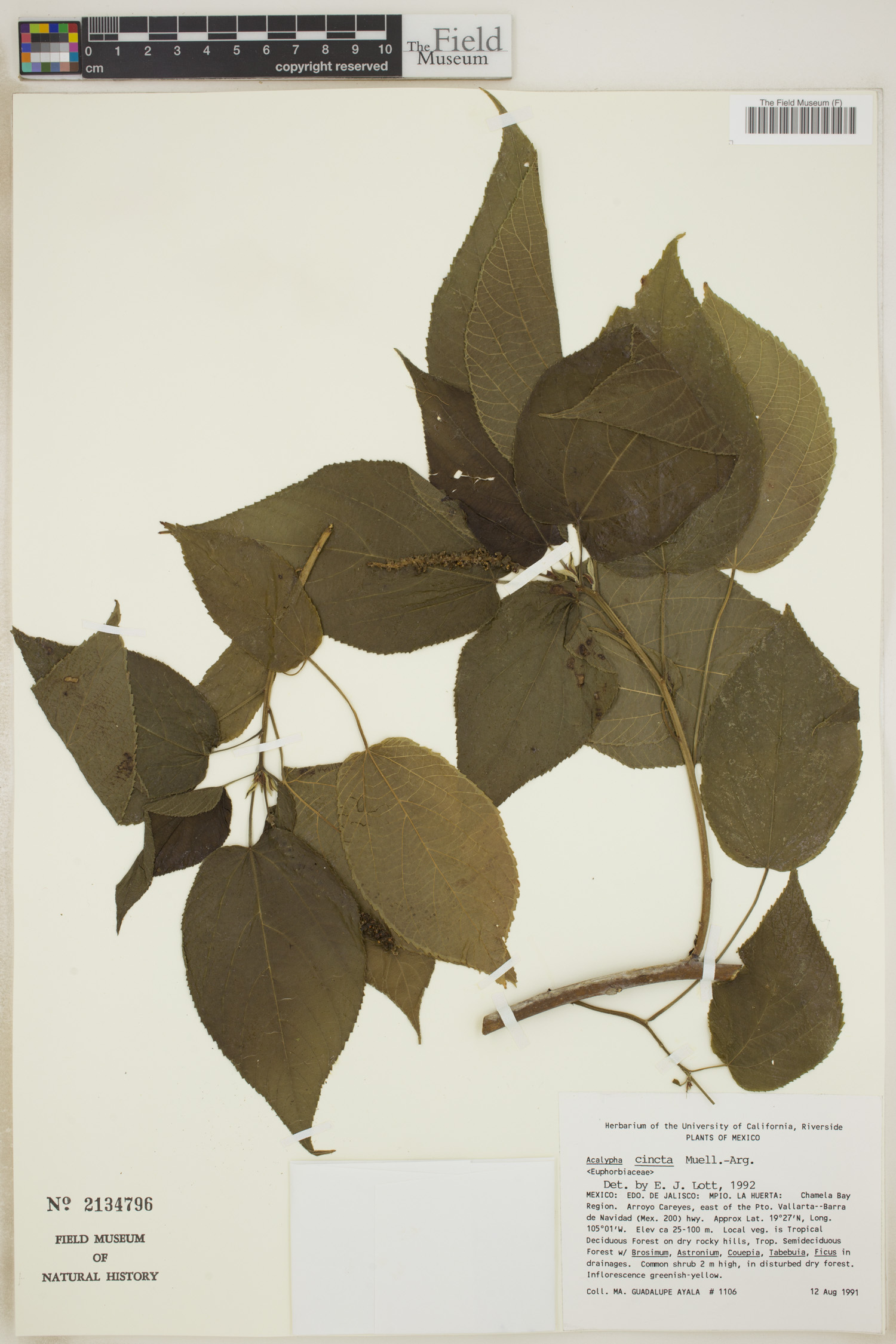 Acalypha cincta image