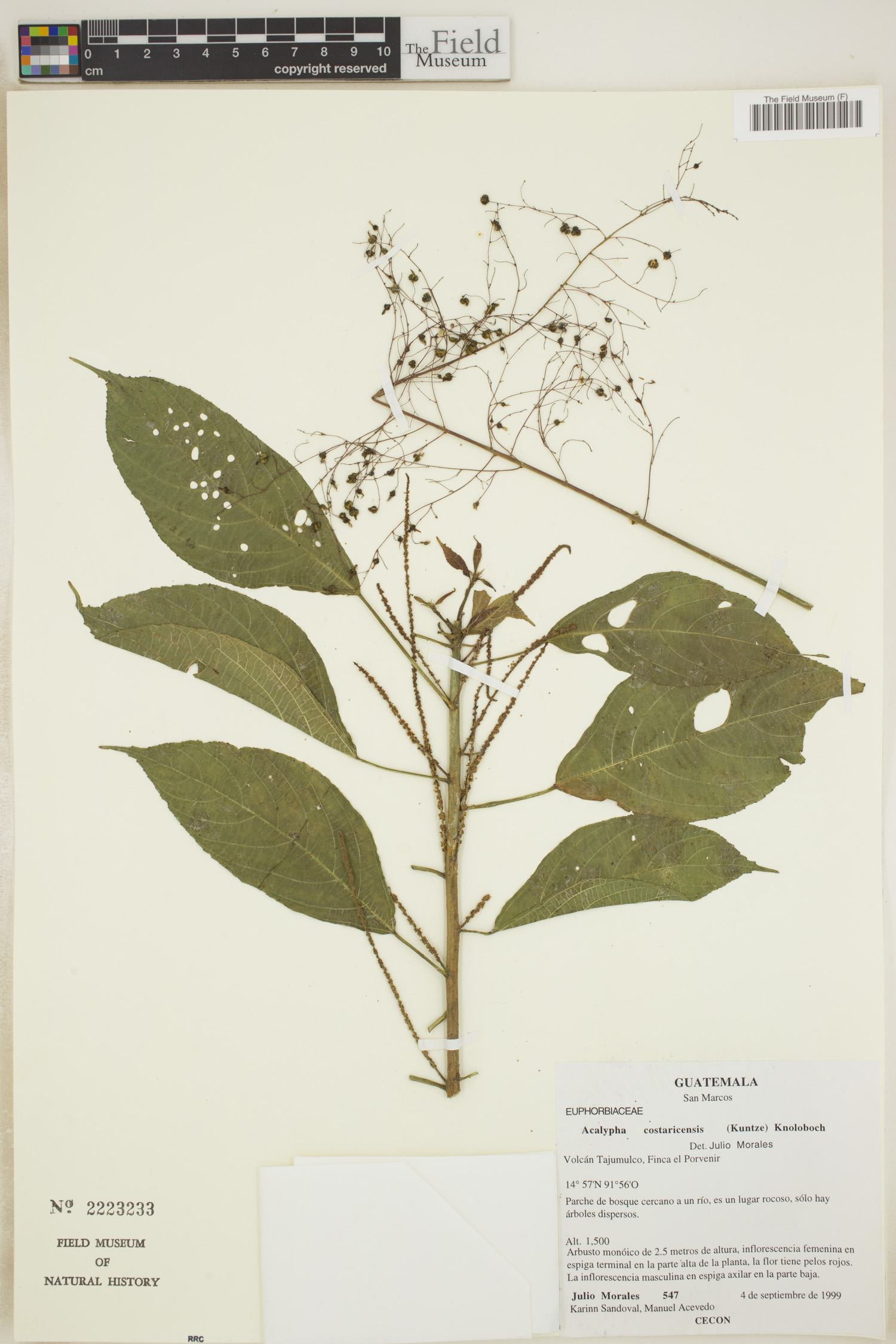 Acalypha costaricensis image