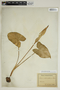 Arum cylindraceum Gasp., ROMANIA, J. Barth