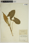 Arum maculatum L., Serbia, A. C. V. Schott