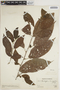 Acalypha diversifolia Jacq., Mexico, Ll. Williams 9357, F