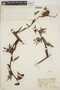 Glomeropitcairnia penduliflora (Griseb.) Mez, MARTINIQUE, H. Stehlé 4362, F