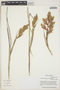 Guzmania calamifolia image
