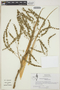 Hechtia guatemalensis image