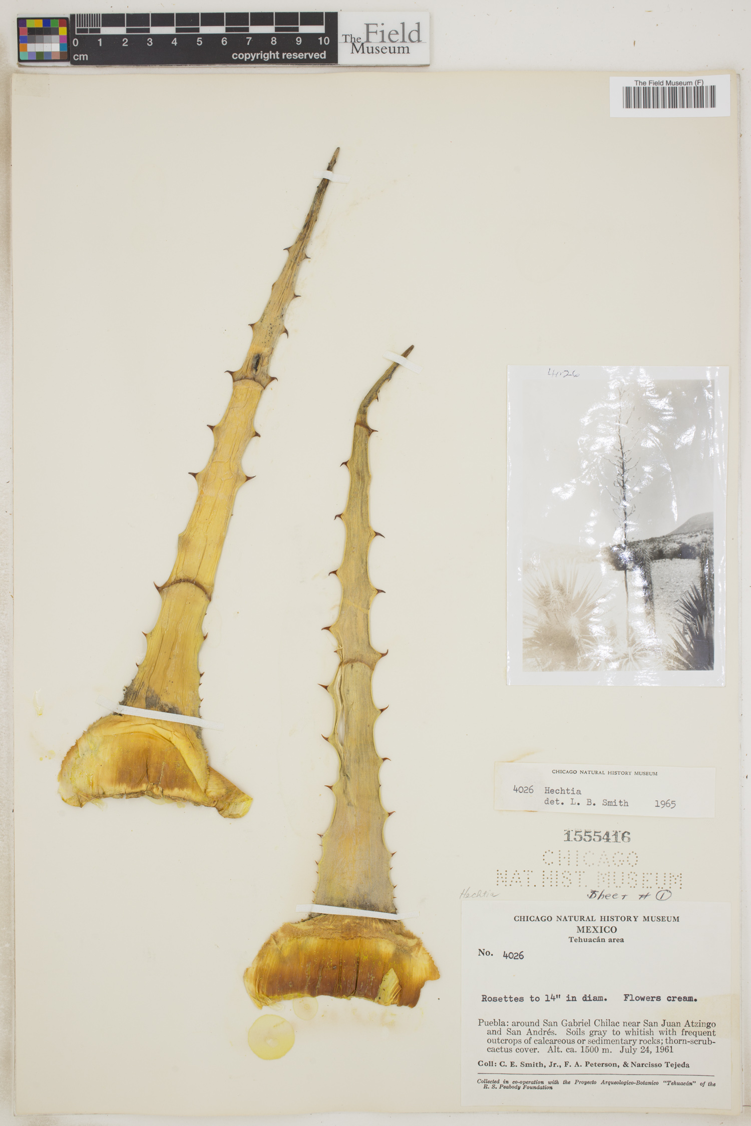 Hechtia Roots Hechtia pueblensis | Rapid Reference | The Field Museum