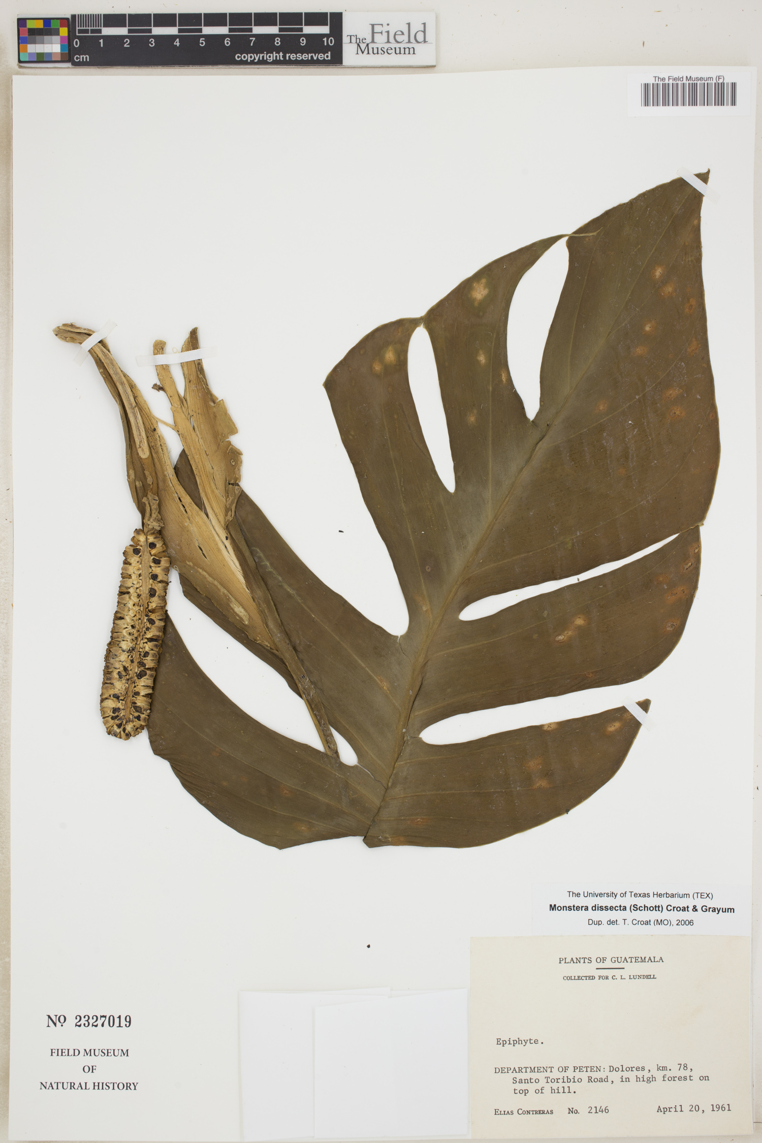 Monstera dissecta image