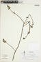 Acalypha euphrasiostachys image