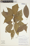 Acalypha ferdinandii image