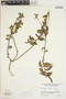 Acalypha guatemalensis image