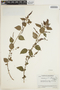 Acalypha guatemalensis image