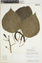 Acalypha hispida image