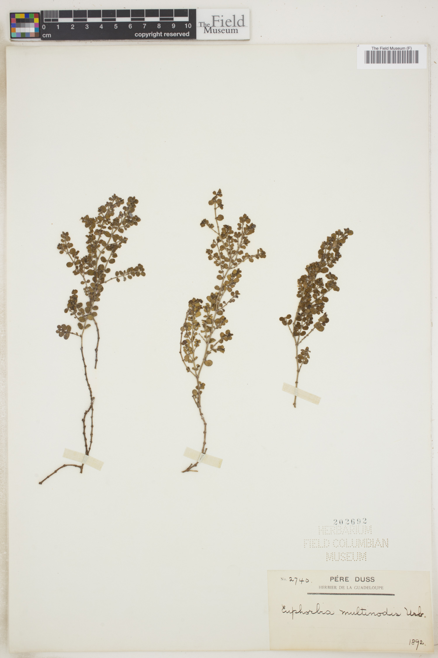 Euphorbia multinodis image