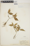Euphorbia oerstediana (Klotzsch & Garcke) Boiss., Antigua and Barbuda, H. E. Box 1092, F