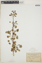 Euphorbia petiolaris Sims, U.S. Virgin Islands, H. F. A. von Eggers 135, F