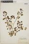 Euphorbia petiolaris image