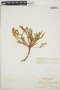 Euphorbia trichotoma image