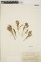Euphorbia turpinii Boiss., HAITI, E. L. Ekman H9455, F