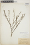 Euphorbia vaginulata Griseb., BAHAMAS, G. V. Nash 1304, F