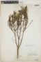 Euphorbia vaginulata Griseb., BAHAMAS, P. Wilson 7259, F