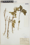 Euphorbia petiolaris image