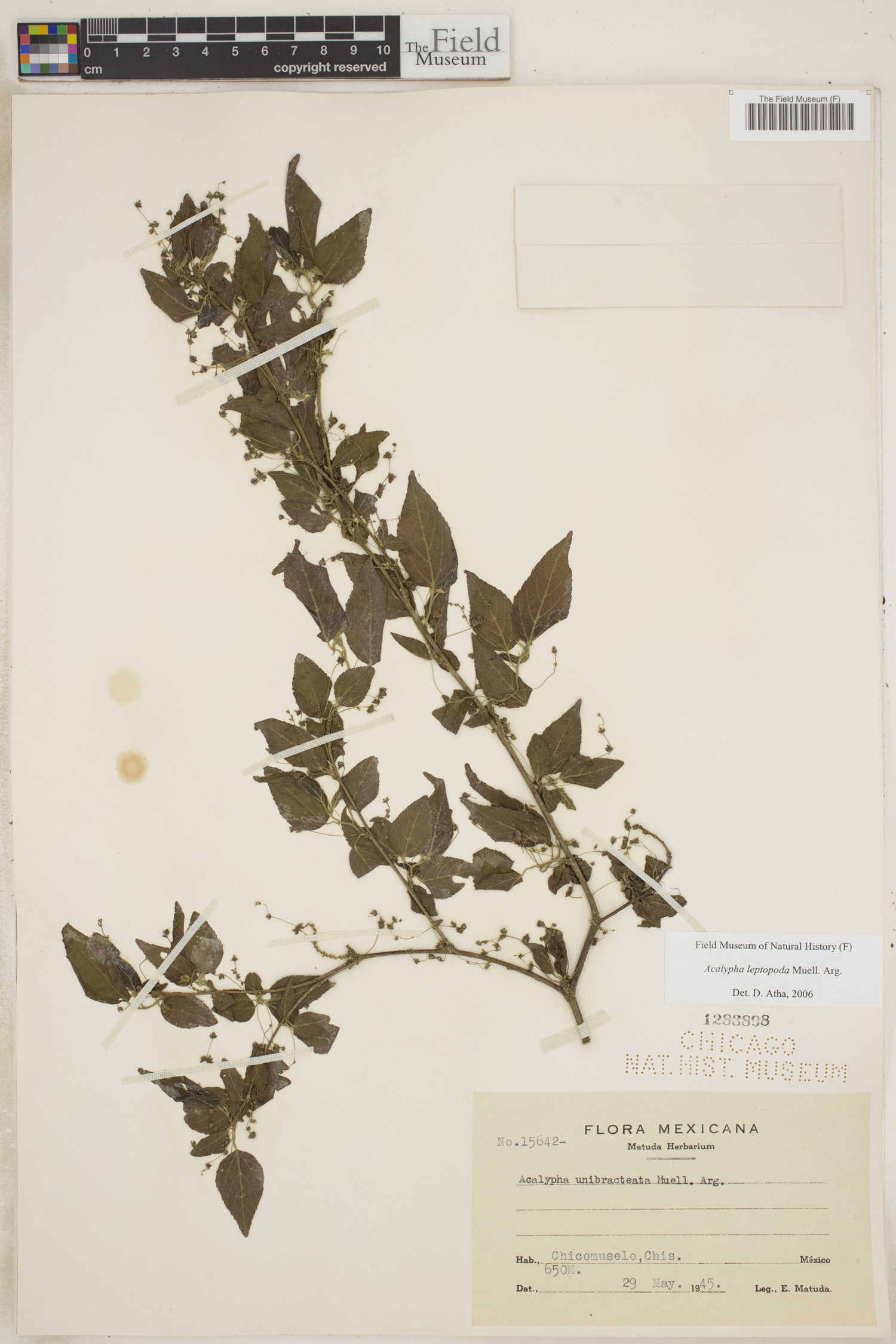 Acalypha leptopoda image