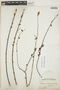 Acalypha leptopoda image