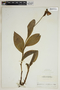Cypripedium montanum image