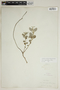 Croton argyranthemus image