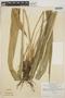 Pitcairnia atrorubens image