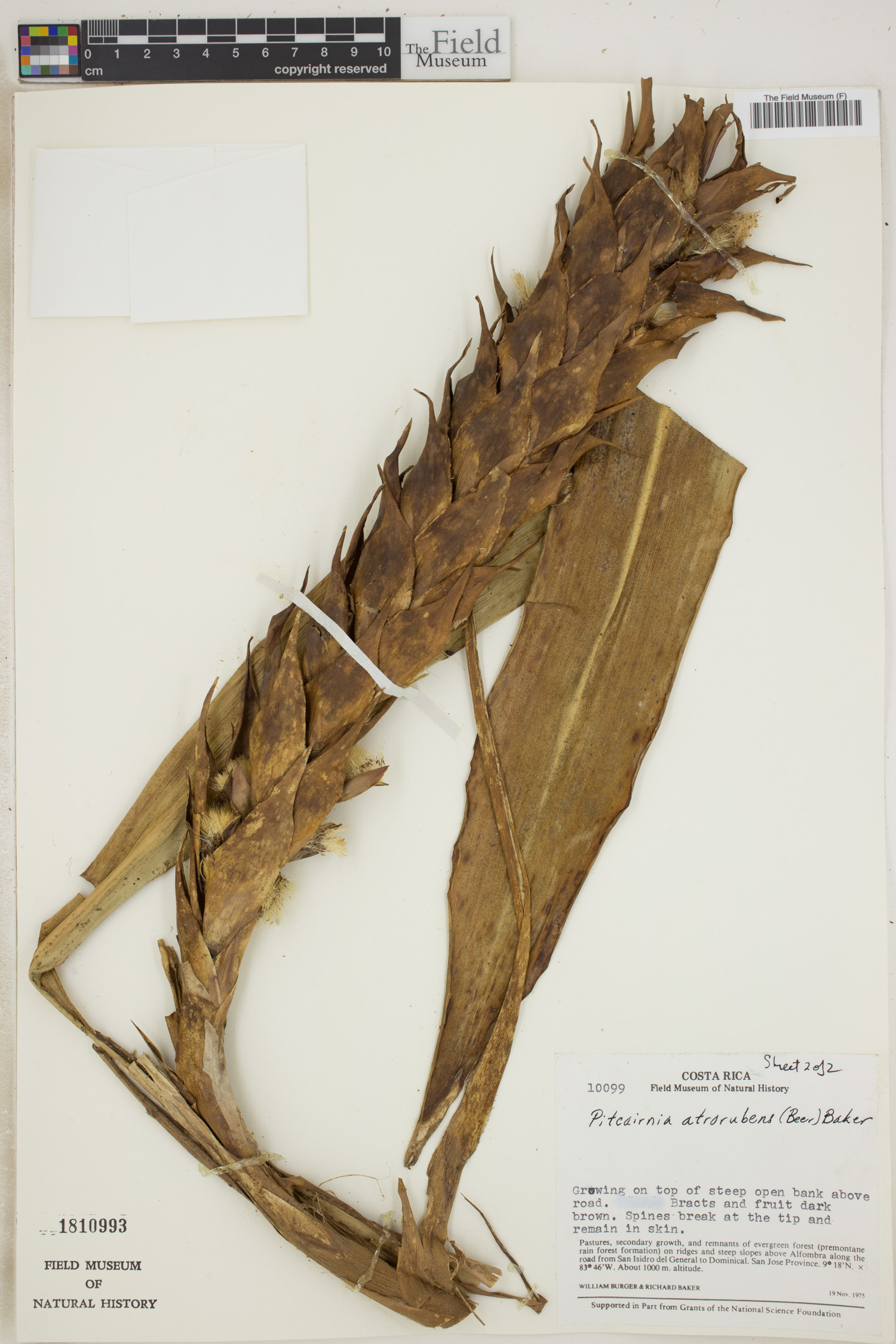 Pitcairnia atrorubens image