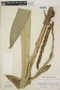 Pitcairnia brittoniana image